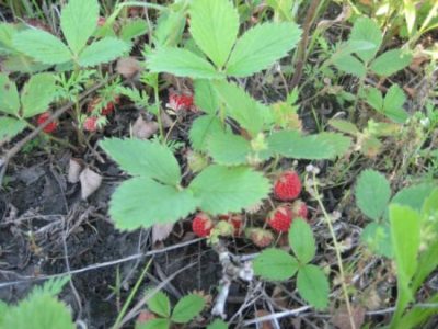 Wild Strawberries Image